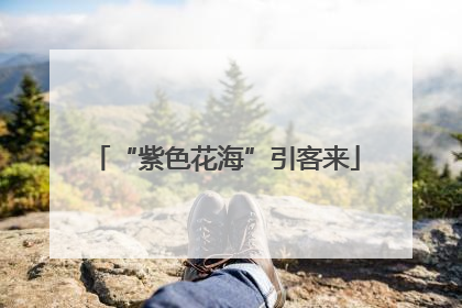 “紫色花海”引客来