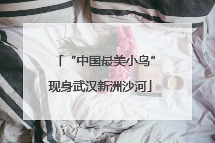 “中国最美小鸟”现身武汉新洲沙河