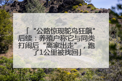 “公路惊现鸵鸟狂飙”后续：养殖户称它与同类打闹后“离家出走”，跑了1公里被找回