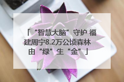 “智慧大脑”守护 福建周宁8.2万公顷森林由“绿”生“金”