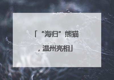 “海归”熊猫，温州亮相