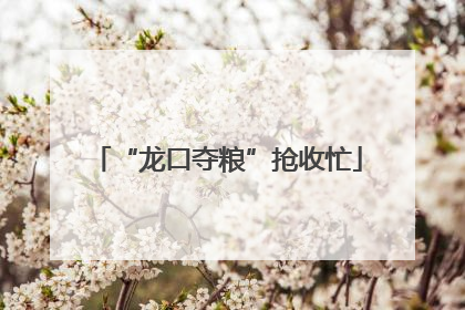 “龙口夺粮”抢收忙