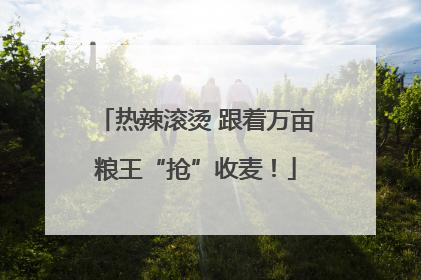 热辣滚烫 跟着万亩粮王“抢”收麦！
