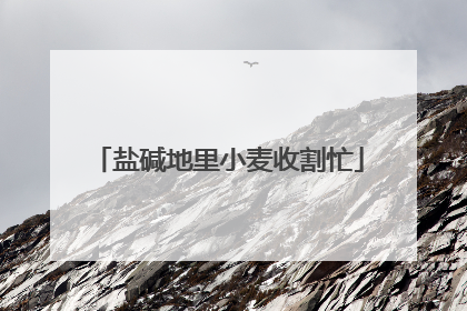 盐碱地里小麦收割忙