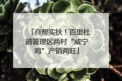 真帮实扶！百里杜鹃管理区两村“威宁鸡”产销两旺