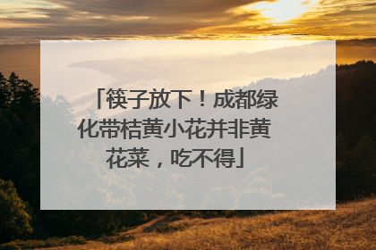 筷子放下！成都绿化带桔黄小花并非黄花菜，吃不得