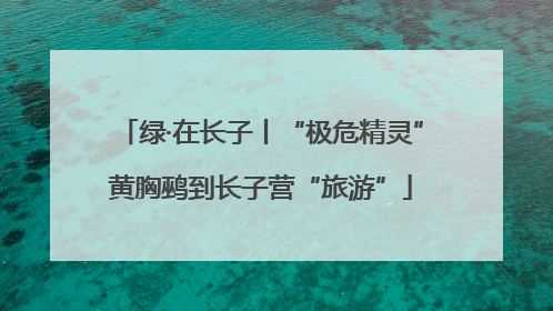 绿·在长子丨“极危精灵”黄胸鹀到长子营“旅游”