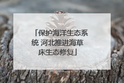 保护海洋生态系统 河北推进海草床生态修复