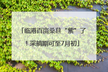 临港百亩桑葚“紫”了！采摘期可至7月初