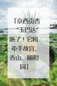 京西贡杏“玉巴达”熟了！它将牵手故宫、香山、颐和园