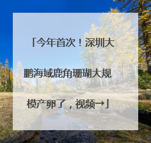 今年首次！深圳大鹏海域鹿角珊瑚大规模产卵了，视频→