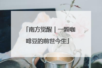 南方觉醒｜一颗咖啡豆的前世今生