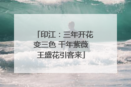 印江：三年开花变三色 千年紫薇王盛花引客来