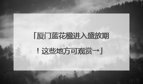 厦门蓝花楹进入盛放期！这些地方可观赏→