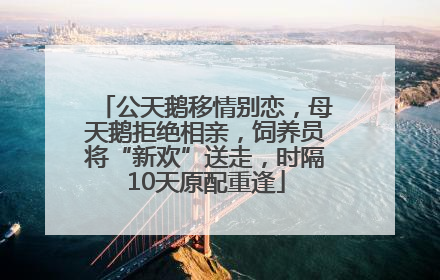 公天鹅移情别恋，母天鹅拒绝相亲，饲养员将“新欢”送走，时隔10天原配重逢
