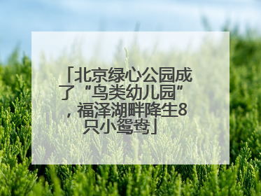 北京绿心公园成了“鸟类幼儿园”，福泽湖畔降生8只小鸳鸯