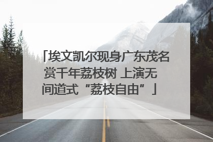 埃文凯尔现身广东茂名 赏千年荔枝树 上演无间道式“荔枝自由”