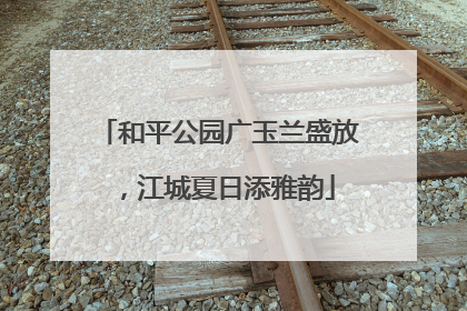 和平公园广玉兰盛放，江城夏日添雅韵
