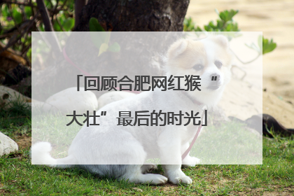 回顾合肥网红猴“大壮”最后的时光