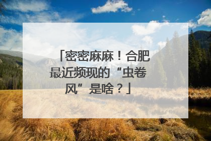密密麻麻！合肥最近频现的“虫卷风”是啥？