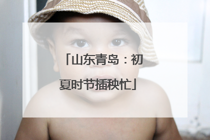 山东青岛：初夏时节插秧忙