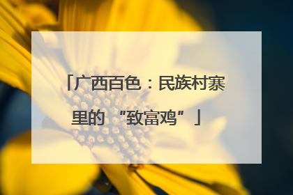 广西百色：民族村寨里的 “致富鸡”