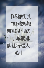 成都街头“野鸡妈妈带崽过马路”，车辆排队让行暖人心