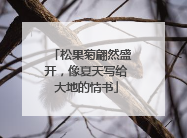 松果菊翩然盛开，像夏天写给大地的情书