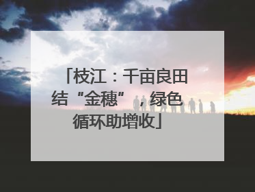枝江：千亩良田结“金穗”，绿色循环助增收