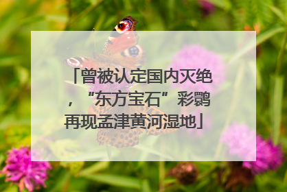 曾被认定国内灭绝，“东方宝石”彩鹮再现孟津黄河湿地