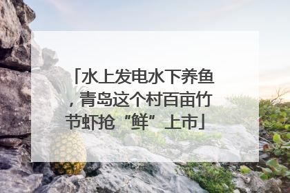 水上发电水下养鱼，青岛这个村百亩竹节虾抢“鲜”上市