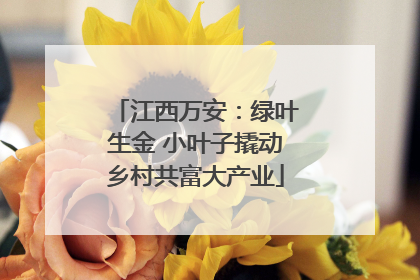 江西万安：绿叶生金 小叶子撬动乡村共富大产业