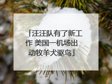 汪汪队有了新工作 美国一机场出动牧羊犬驱鸟