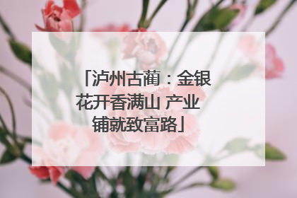 泸州古蔺：金银花开香满山 产业铺就致富路