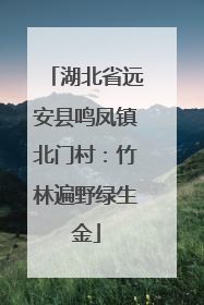 湖北省远安县鸣凤镇北门村：竹林遍野绿生金