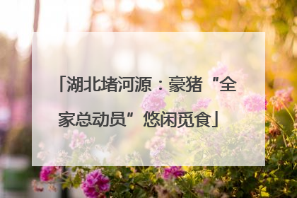 湖北堵河源：豪猪“全家总动员”悠闲觅食