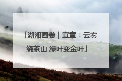 湖湘画卷｜宜章：云雾绕茶山 绿叶变金叶