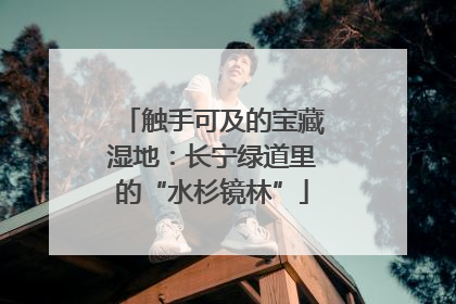 触手可及的宝藏湿地：长宁绿道里的“水杉镜林”