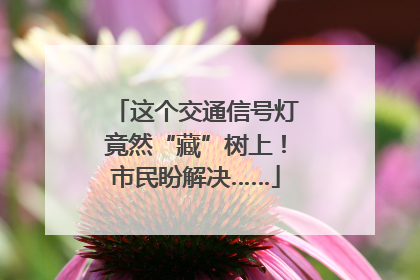 这个交通信号灯竟然“藏”树上！市民盼解决……