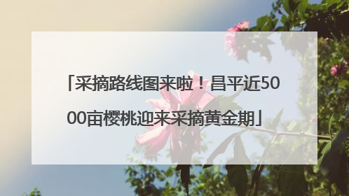 采摘路线图来啦！昌平近5000亩樱桃迎来采摘黄金期