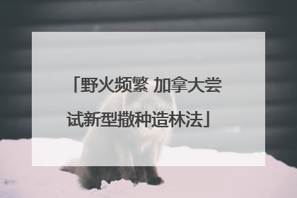 野火频繁 加拿大尝试新型撒种造林法