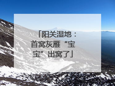 阳关湿地：首窝灰雁“宝宝”出窝了