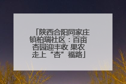 陕西合阳同家庄镇柏瑞社区：百亩杏园迎丰收 果农走上“杏”福路