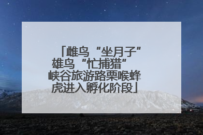 雌鸟“坐月子”雄鸟“忙捕猎” 峡谷旅游路栗喉蜂虎进入孵化阶段