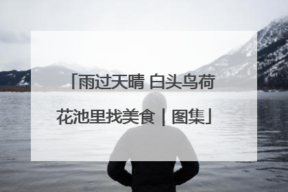 雨过天晴 白头鸟荷花池里找美食｜图集