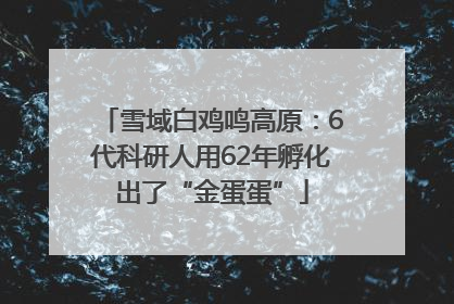 雪域白鸡鸣高原：6代科研人用62年孵化出了“金蛋蛋”