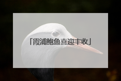 霞浦鲍鱼喜迎丰收