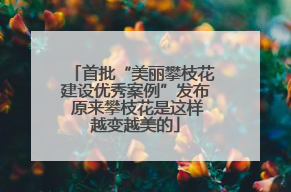 首批“美丽攀枝花建设优秀案例”发布 原来攀枝花是这样越变越美的