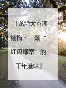 龙湾大岙溪杨梅：一颗“红盘绿蒂”的千年滋味