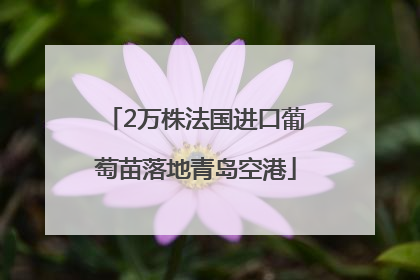 2万株法国进口葡萄苗落地青岛空港